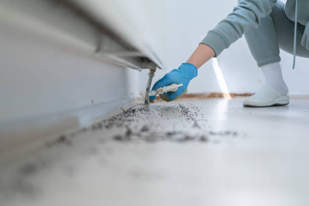 Best Emergency Pest Control  in Dalton Gardens, ID